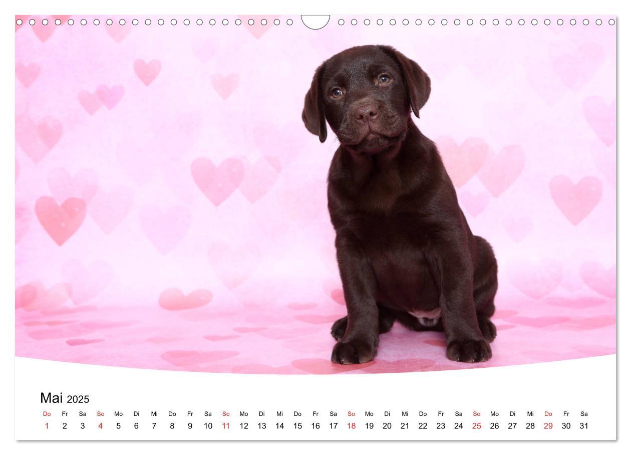 Bild: 9783435199266 | Labrador Welpen - Labrador Puppies (Wandkalender 2025 DIN A3 quer),...