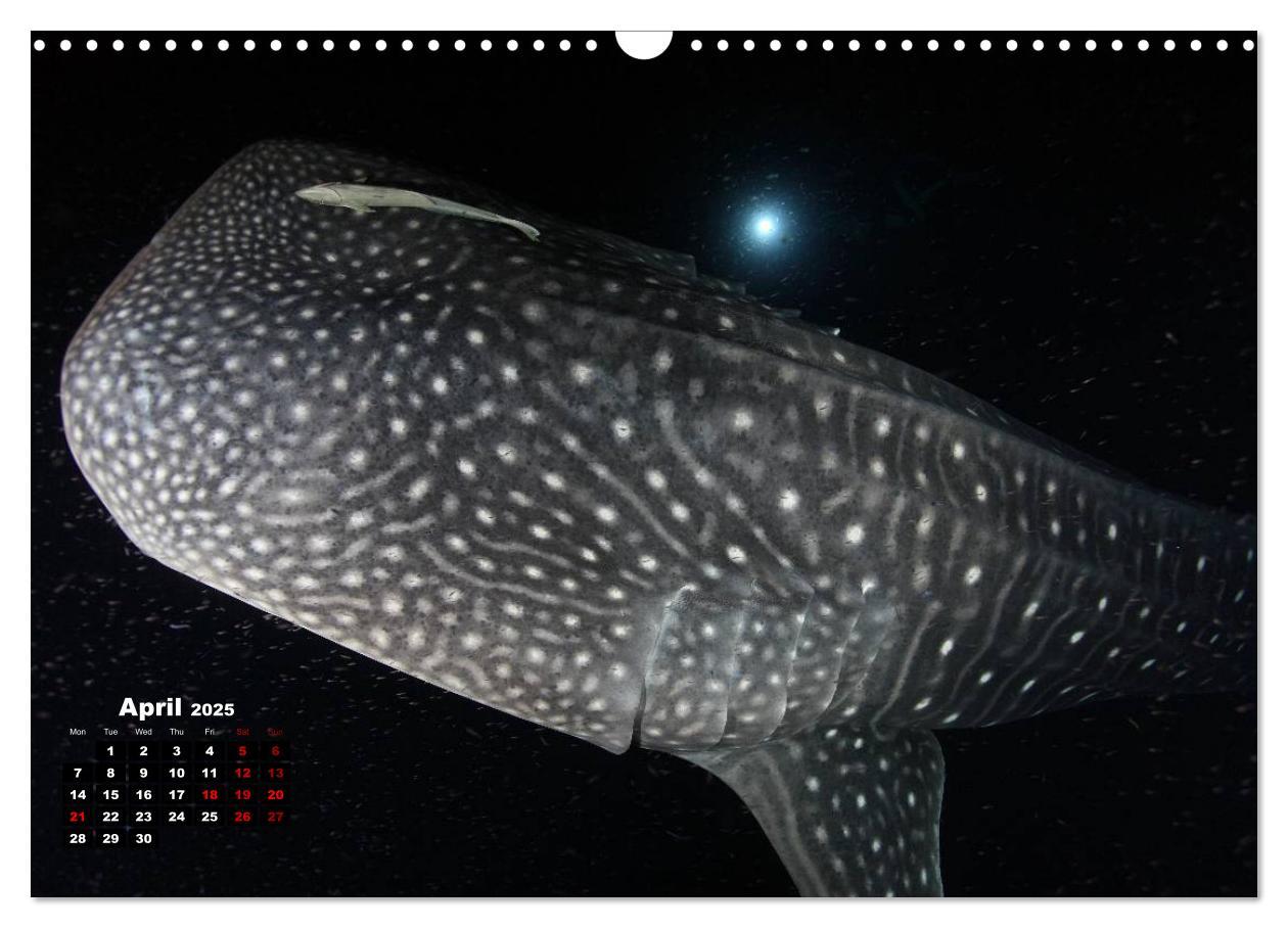 Bild: 9781325939084 | Magical Underwater World (Wall Calendar 2025 DIN A3 landscape),...