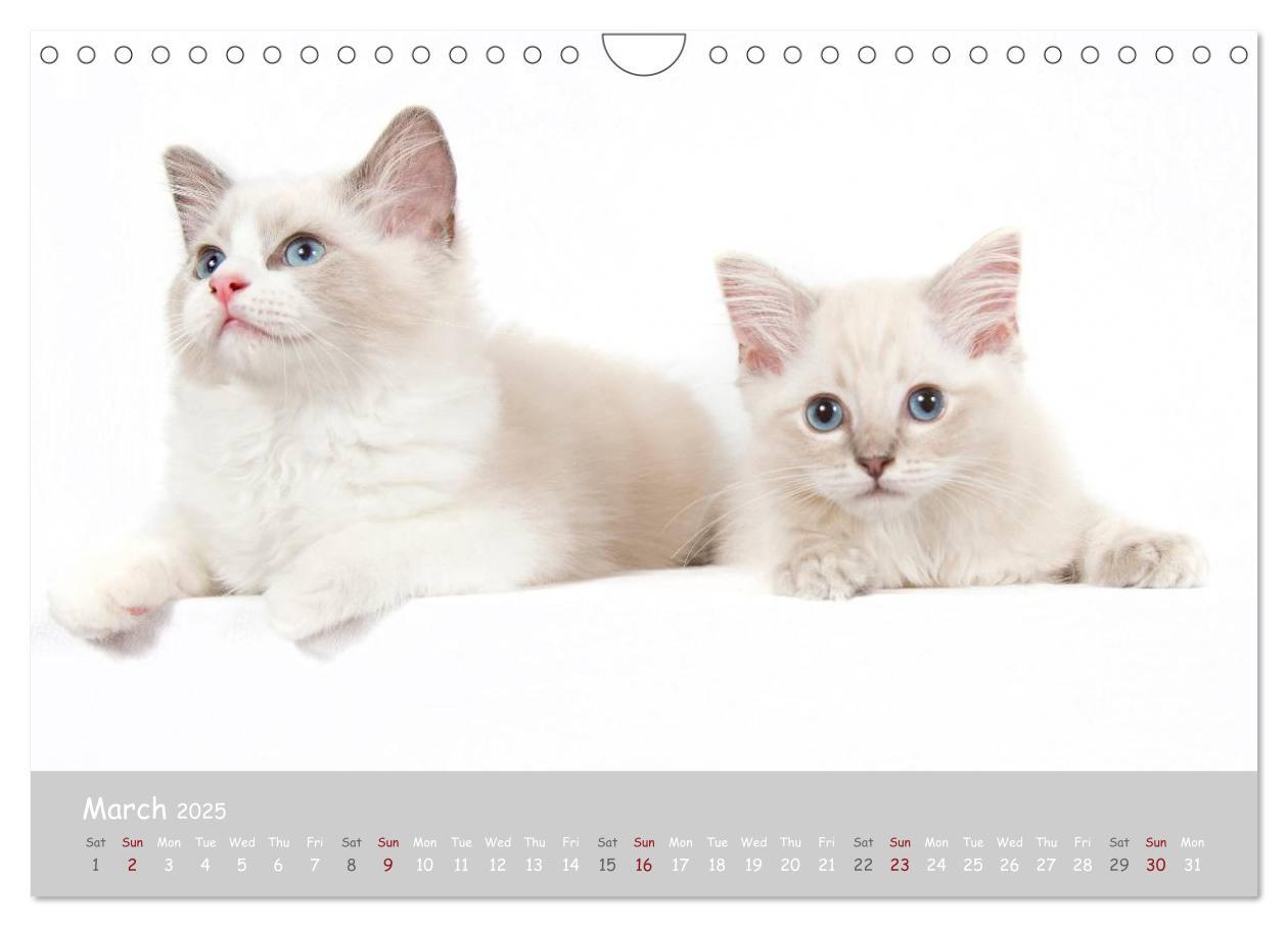 Bild: 9781325962532 | Amazing Ragdoll Kittens (Wall Calendar 2025 DIN A4 landscape),...