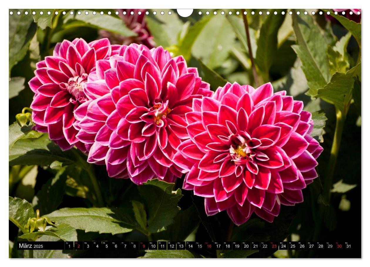 Bild: 9783435663651 | Dahlia - Dahlien (Wandkalender 2025 DIN A3 quer), CALVENDO...