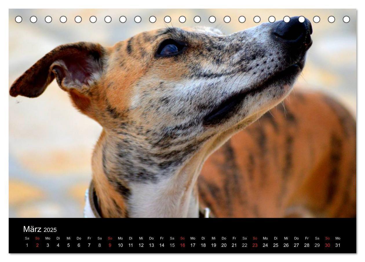 Bild: 9783435643141 | Whippet 2025 (Tischkalender 2025 DIN A5 quer), CALVENDO Monatskalender