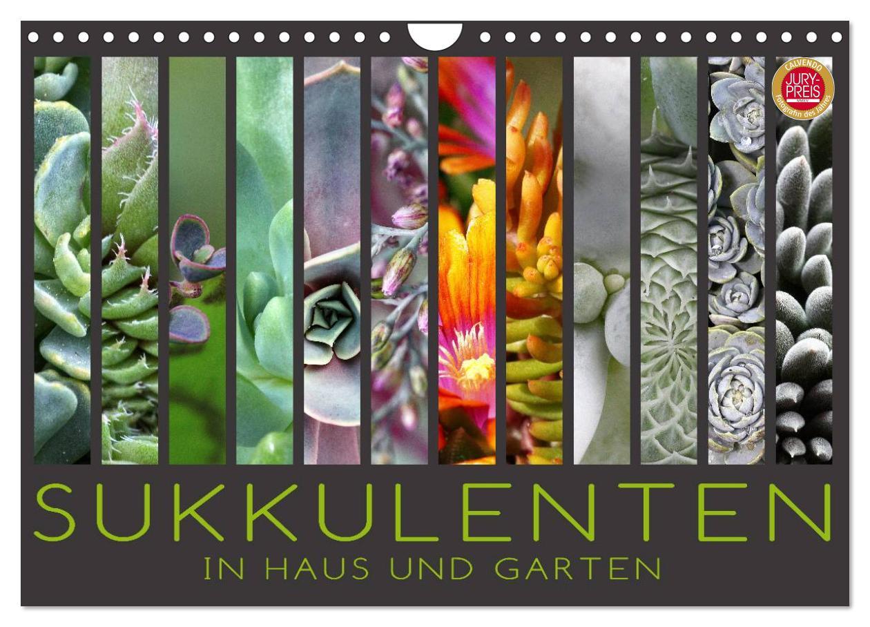 Cover: 9783435590865 | Sukkulenten in Haus und Garten (Wandkalender 2025 DIN A4 quer),...