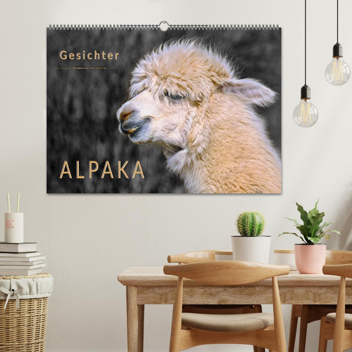 Bild: 9783435364008 | Alpaka Gesichter (Wandkalender 2025 DIN A2 quer), CALVENDO...