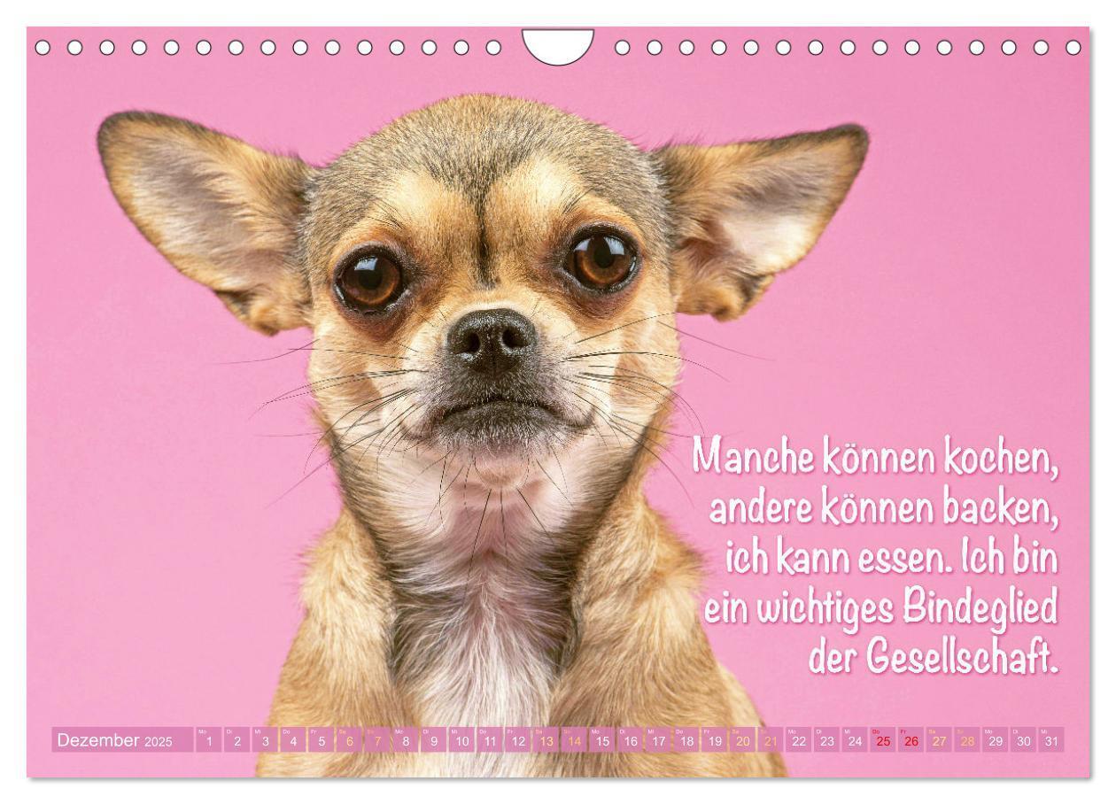 Bild: 9783457199787 | Chihuahua: Kleine Hunde, aber oho (Wandkalender 2025 DIN A4 quer),...