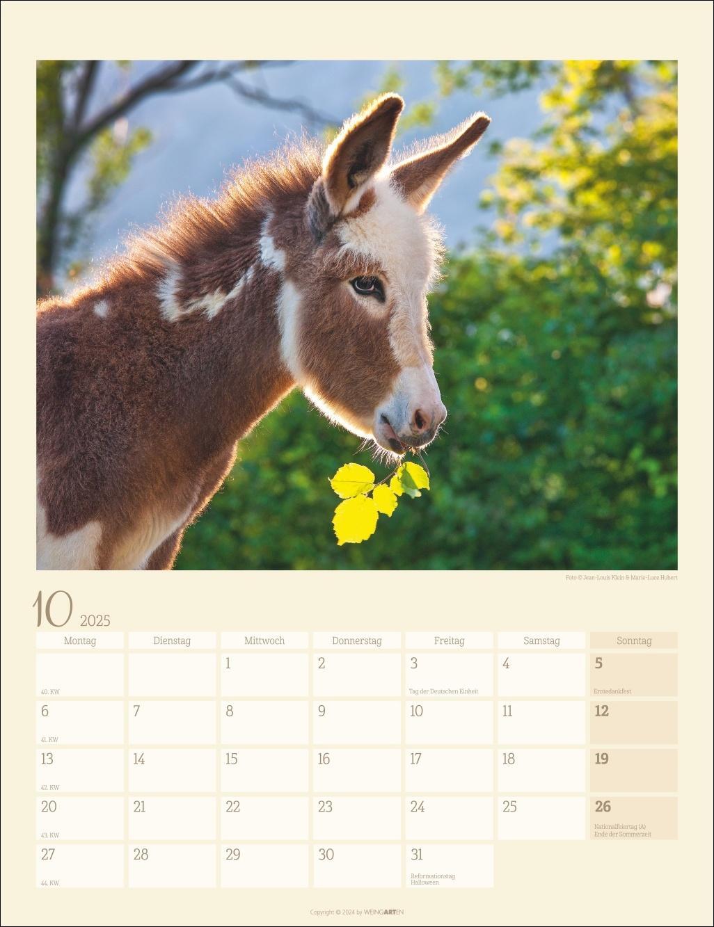 Bild: 9783839900451 | Esel Kalender 2025 | Kalender | Spiralbindung | 14 S. | Deutsch | 2025