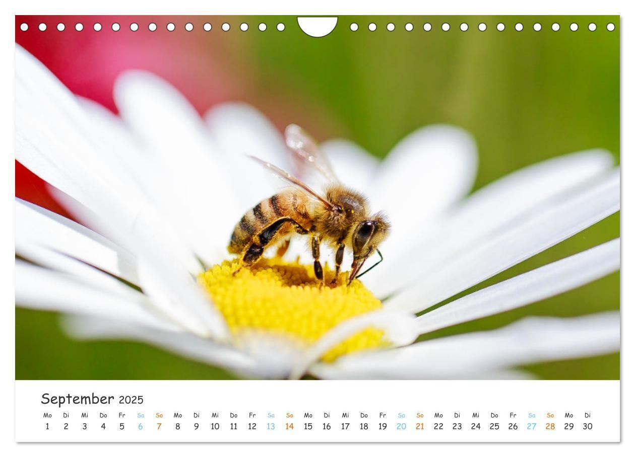 Bild: 9783435052127 | Bee Beautiful - Die phantastische Welt der Bienen (Wandkalender...