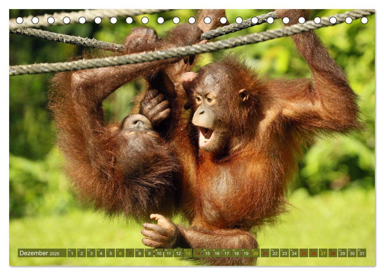 Bild: 9783435355327 | Waldmenschen - Orang Utans auf Borneo (Tischkalender 2025 DIN A5...