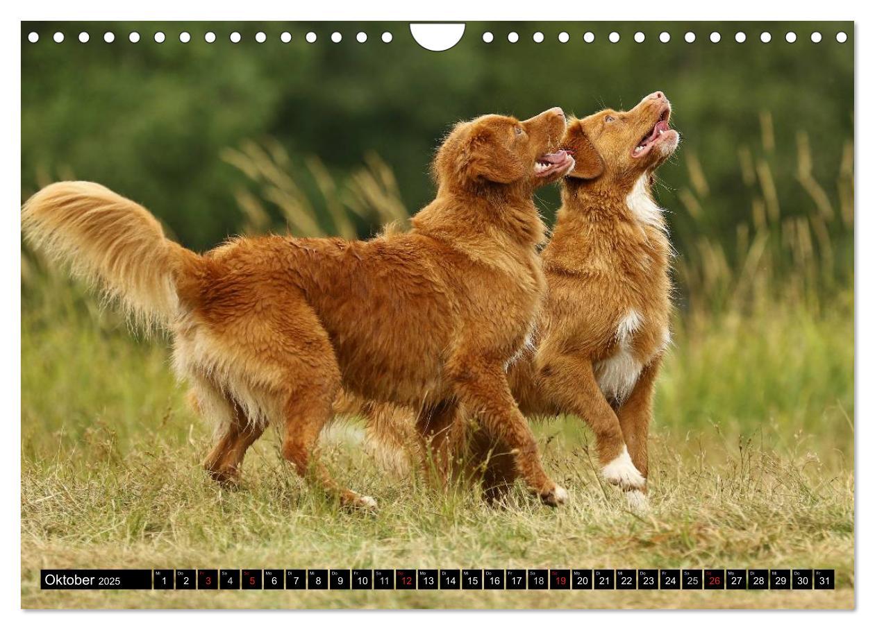 Bild: 9783435569663 | Nova Scotia Duck Tolling Retriever (Wandkalender 2025 DIN A4 quer),...