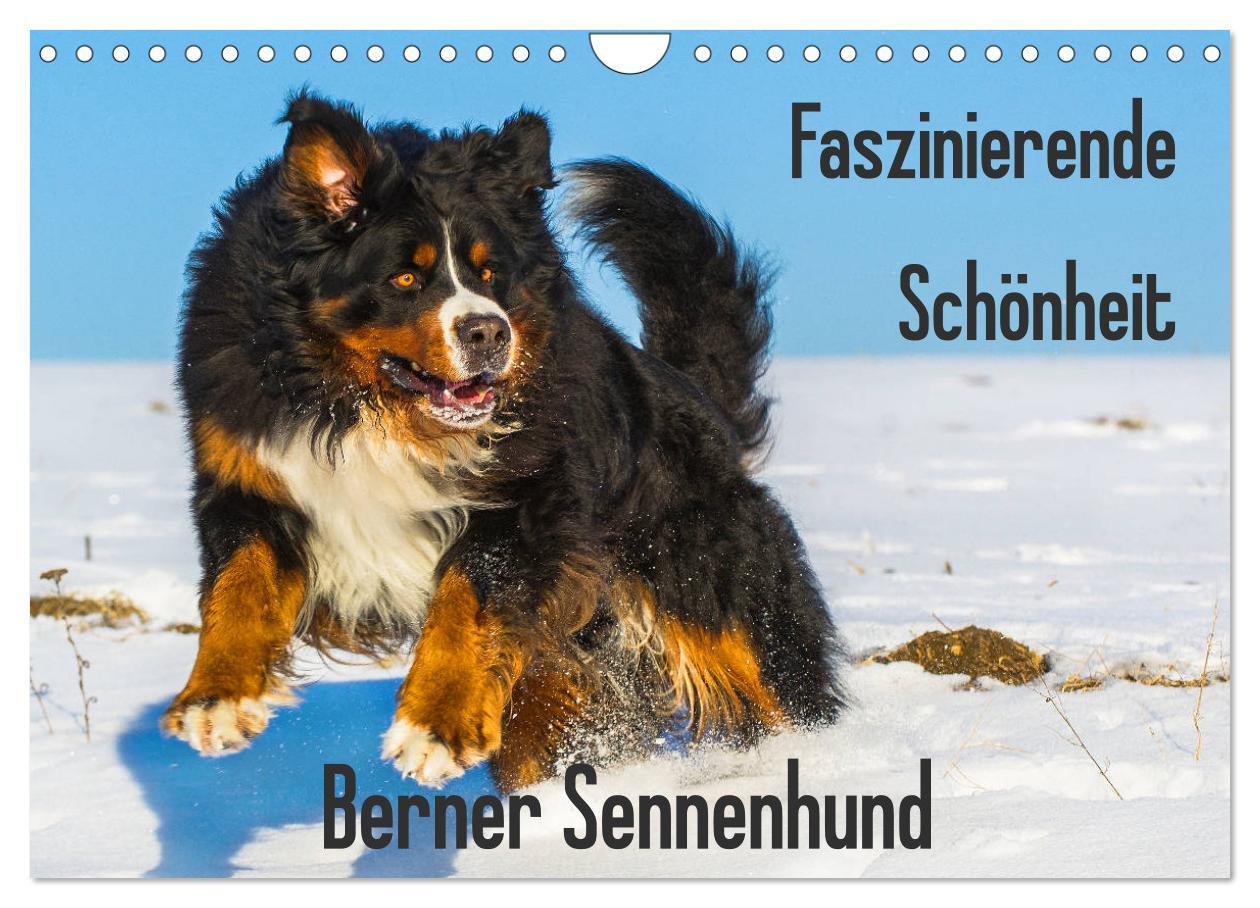 Cover: 9783435381258 | Faszinierende Schönheit Berner Sennenhund (Wandkalender 2025 DIN A4...