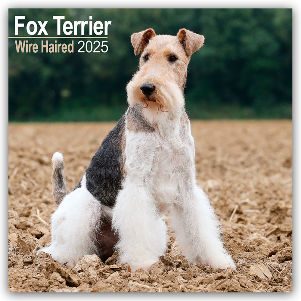 Cover: 9781804603451 | Fox Terrier Wirehaired - Drahthaar Foxterrier 2025 - 16-Monatskalender