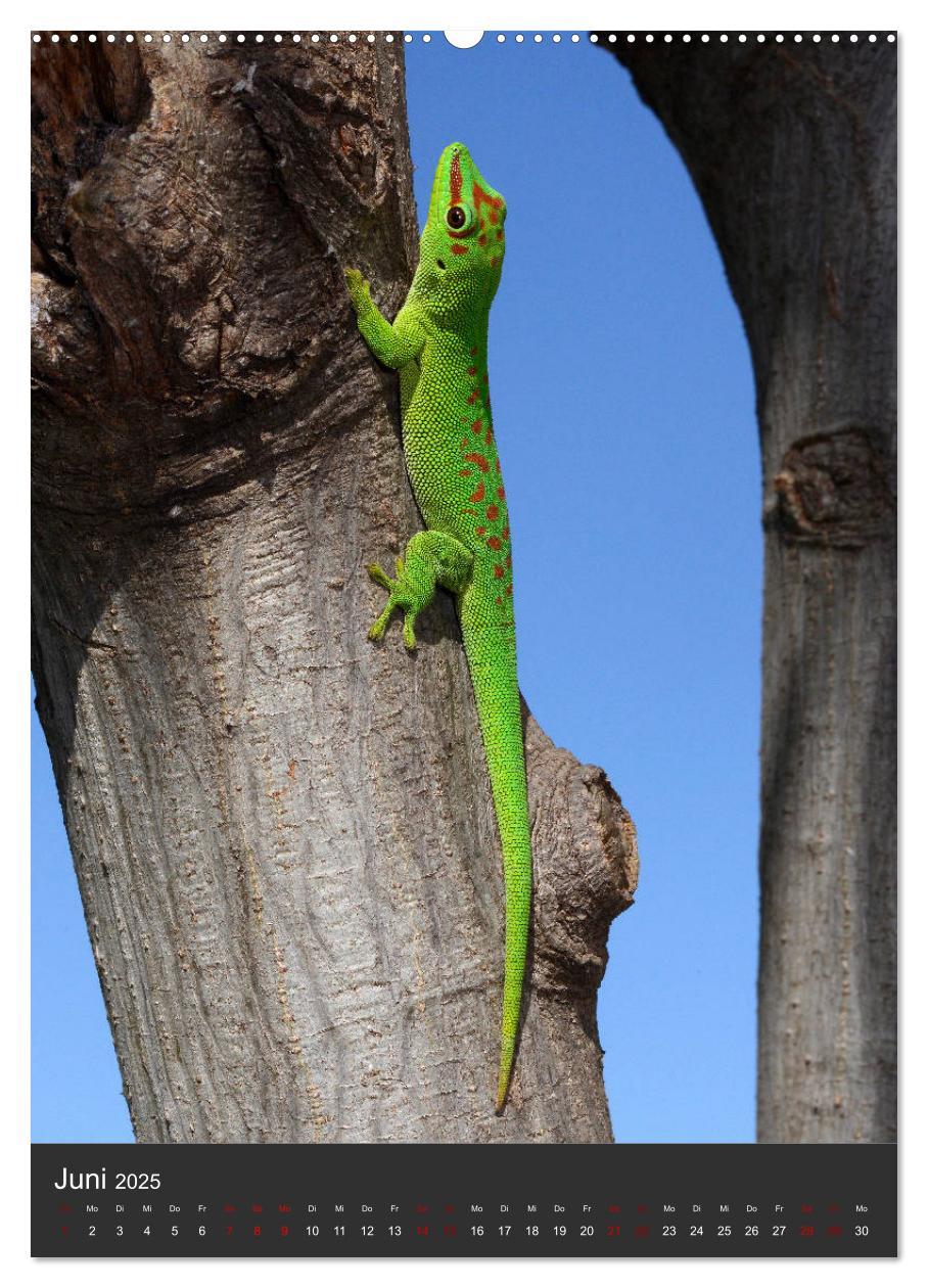 Bild: 9783435993512 | GECKOS (Wandkalender 2025 DIN A2 hoch), CALVENDO Monatskalender | 2025