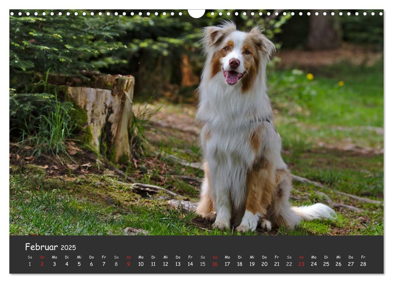 Bild: 9783435582327 | Australian Shepherd - Augenblicke (Wandkalender 2025 DIN A3 quer),...