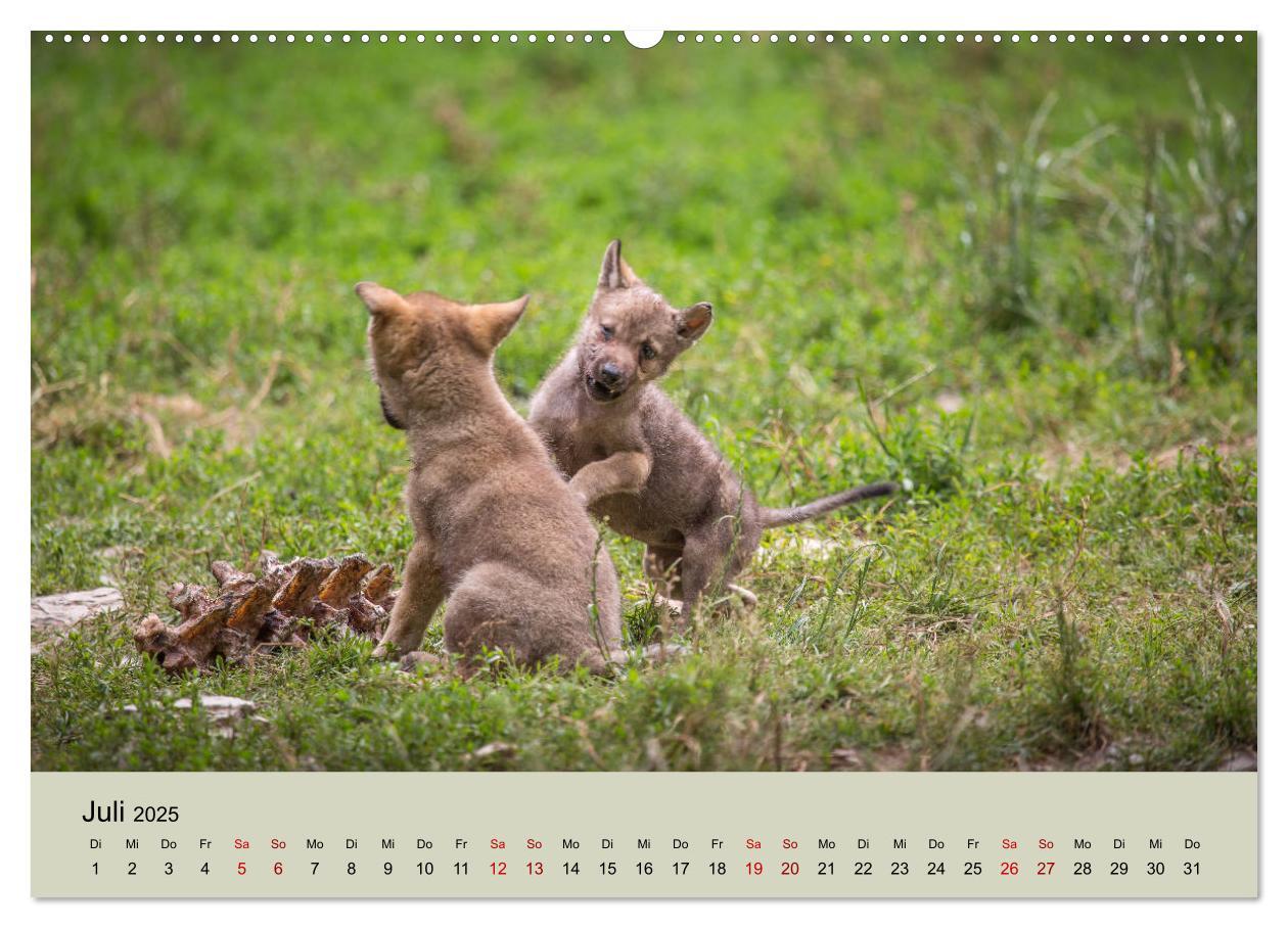 Bild: 9783435346219 | Wolfsrudel (Wandkalender 2025 DIN A2 quer), CALVENDO Monatskalender