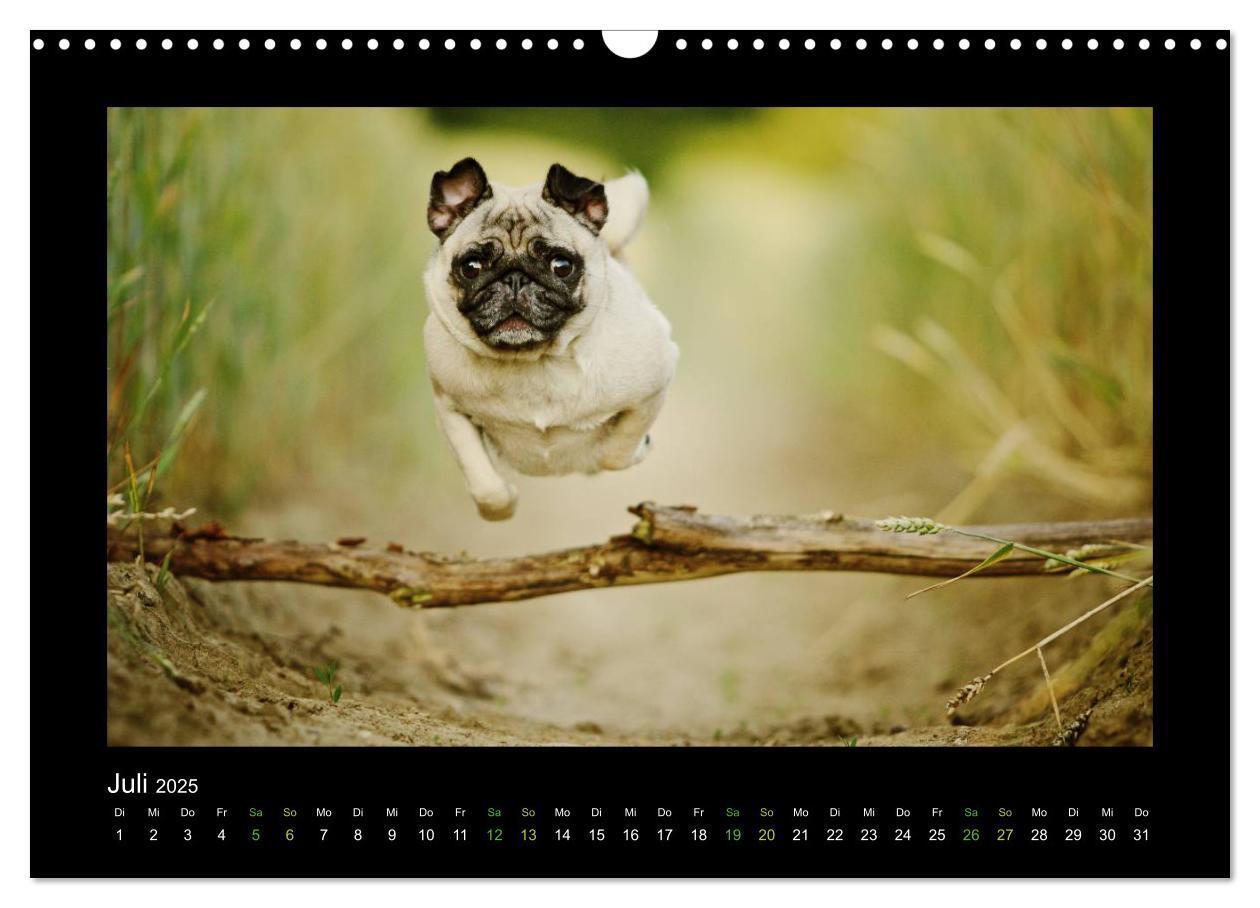 Bild: 9783435645336 | Der Feldfurchen-Mops (Wandkalender 2025 DIN A3 quer), CALVENDO...