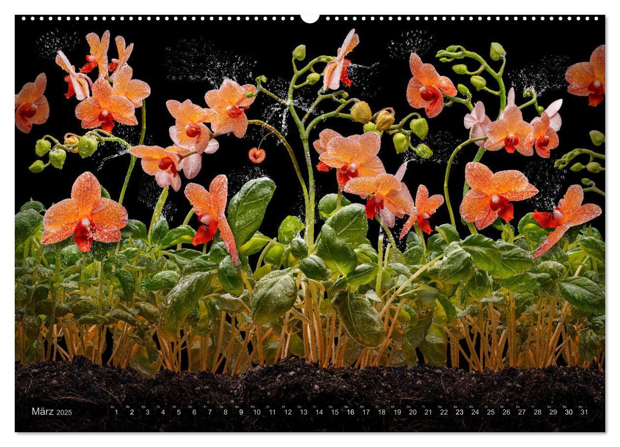 Bild: 9783383853258 | Orchidea (Wandkalender 2025 DIN A2 quer), CALVENDO Monatskalender