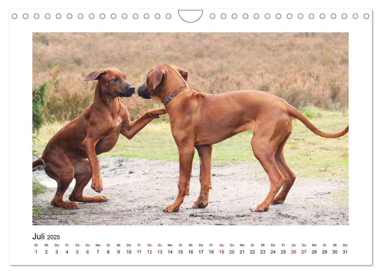 Bild: 9783383988028 | Rhodesian Ridgeback - Charmanter Dickkopf aus Afrika (Wandkalender...