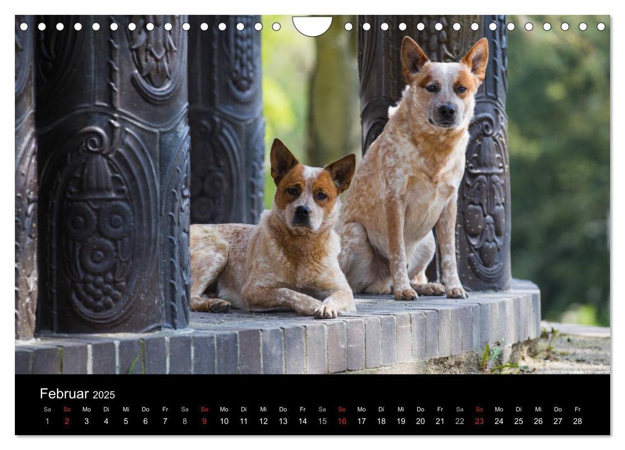 Bild: 9783435463947 | Australian Cattle Dogs zwischen Kunst und Kultur (Wandkalender 2025...