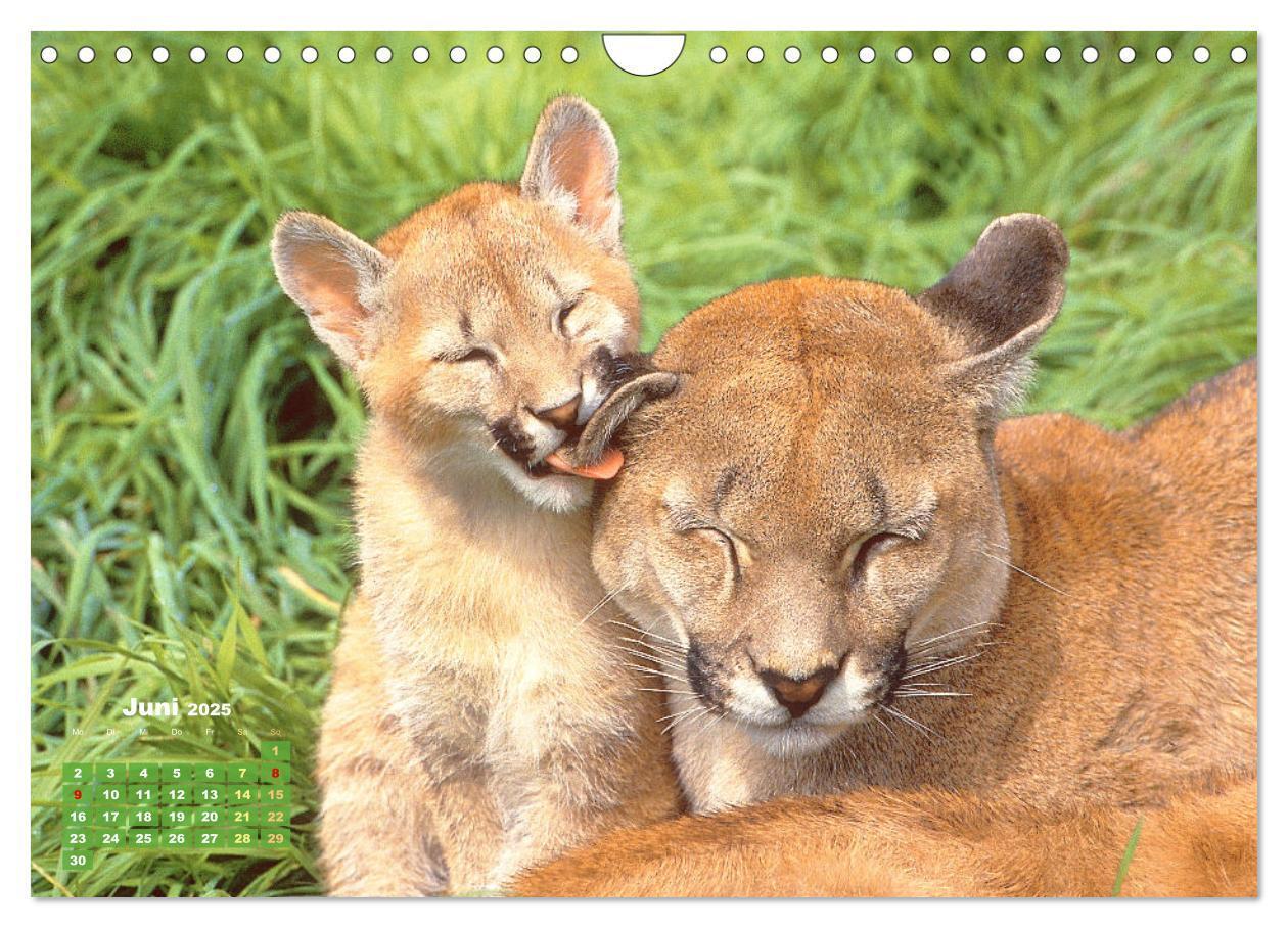 Bild: 9783383778032 | Puma: Auf leisen Pfoten (Wandkalender 2025 DIN A4 quer), CALVENDO...