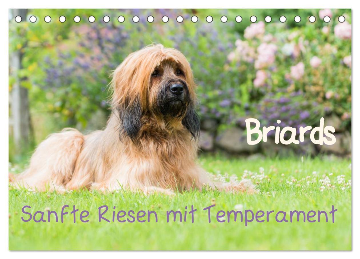 Cover: 9783435625949 | Briards - sanfte Riesen mit Temperament (Tischkalender 2025 DIN A5...