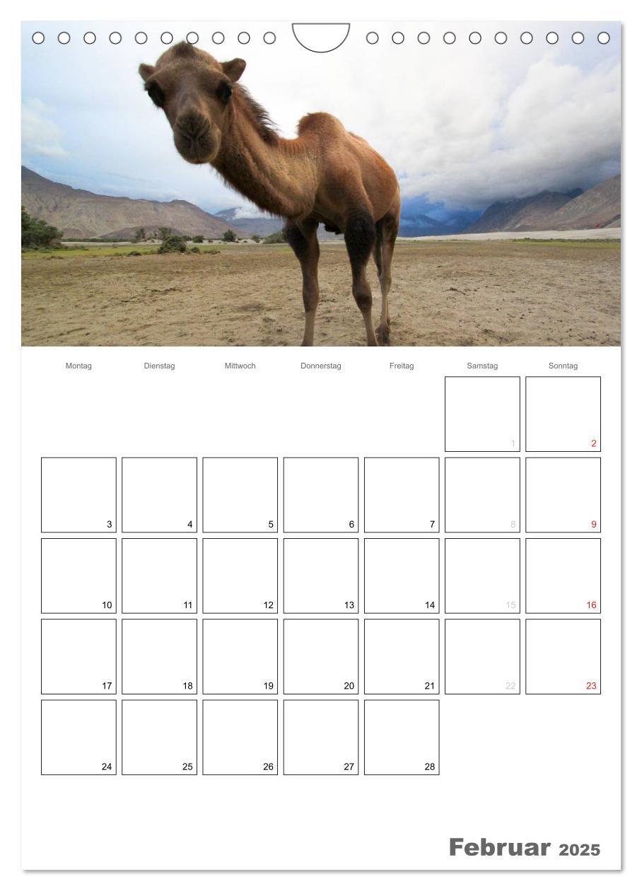 Bild: 9783457023358 | Kamel Porträt (Wandkalender 2025 DIN A4 hoch), CALVENDO Monatskalender