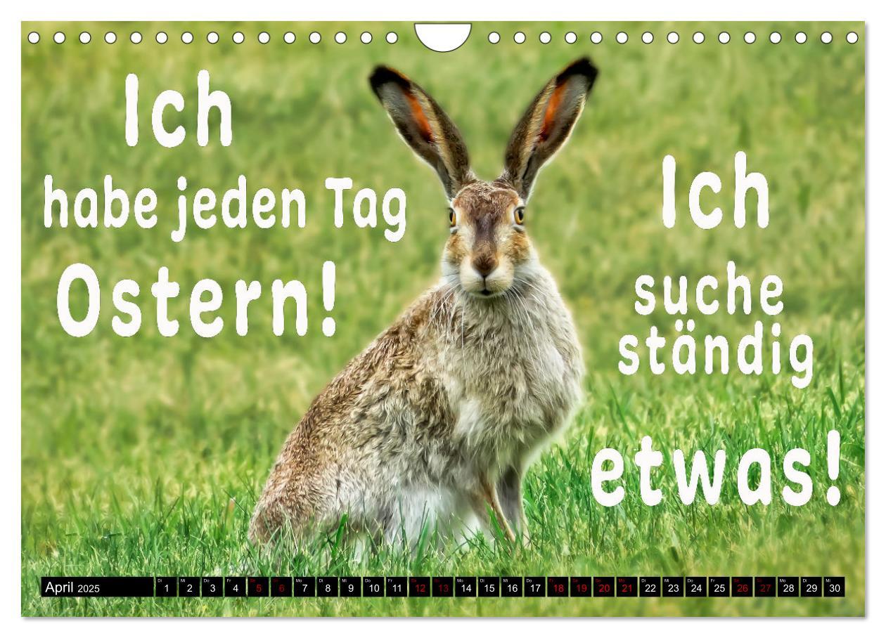 Bild: 9783435088669 | Spruchreif - Gute-Laune-Kalender (Wandkalender 2025 DIN A4 quer),...