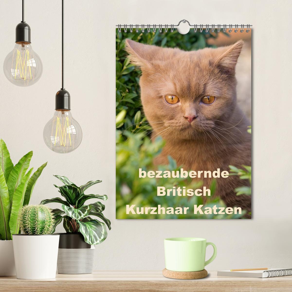 Bild: 9783457073766 | bezaubernde Britisch Kurzhaar Katzen (Wandkalender 2025 DIN A4...