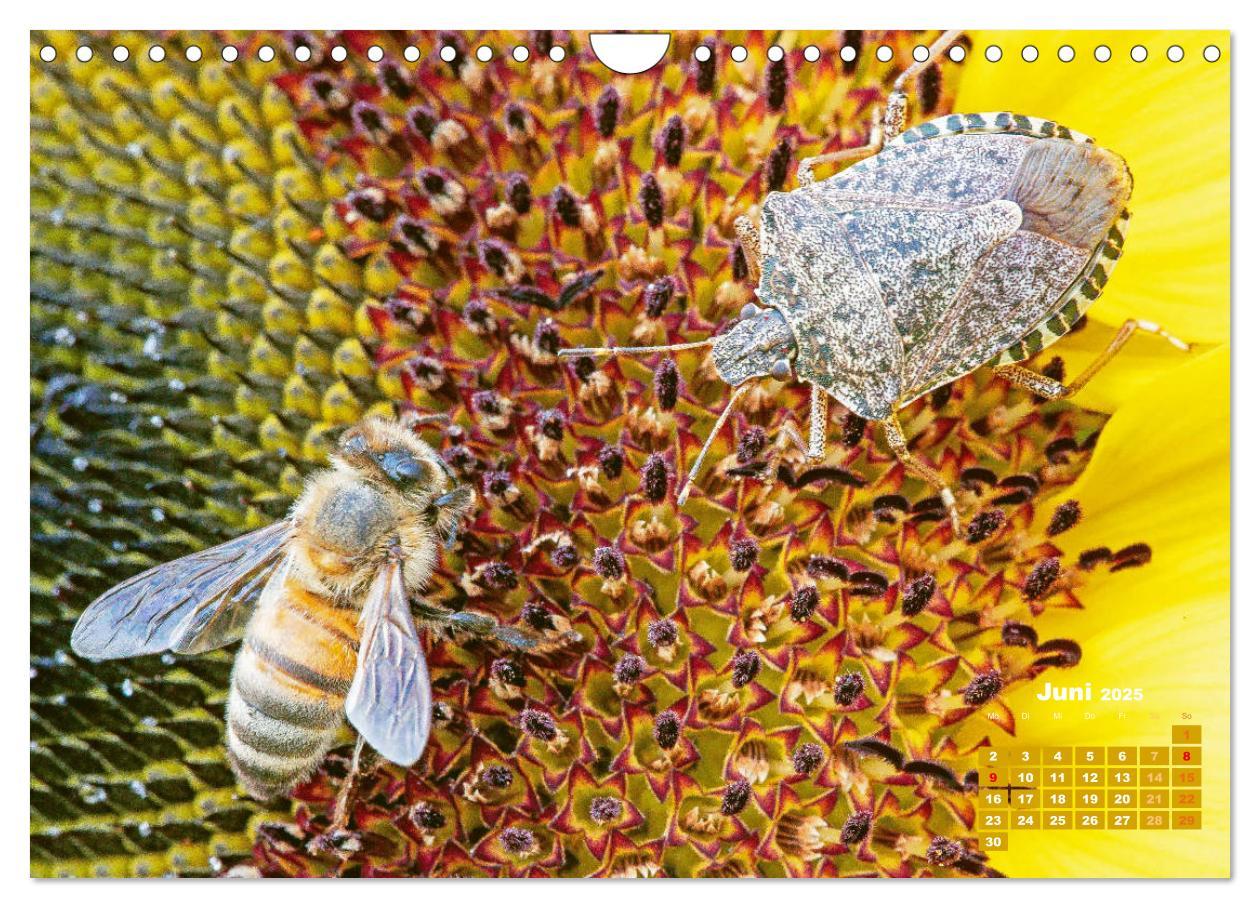 Bild: 9783435125142 | Ein Leben für den Honig - Bienen und Imker (Wandkalender 2025 DIN...