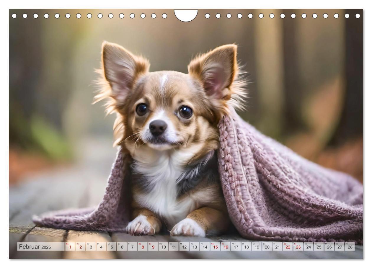 Bild: 9783383811456 | Chihuahuas - Kleine Hunde - große Temperamentbündel (Wandkalender...