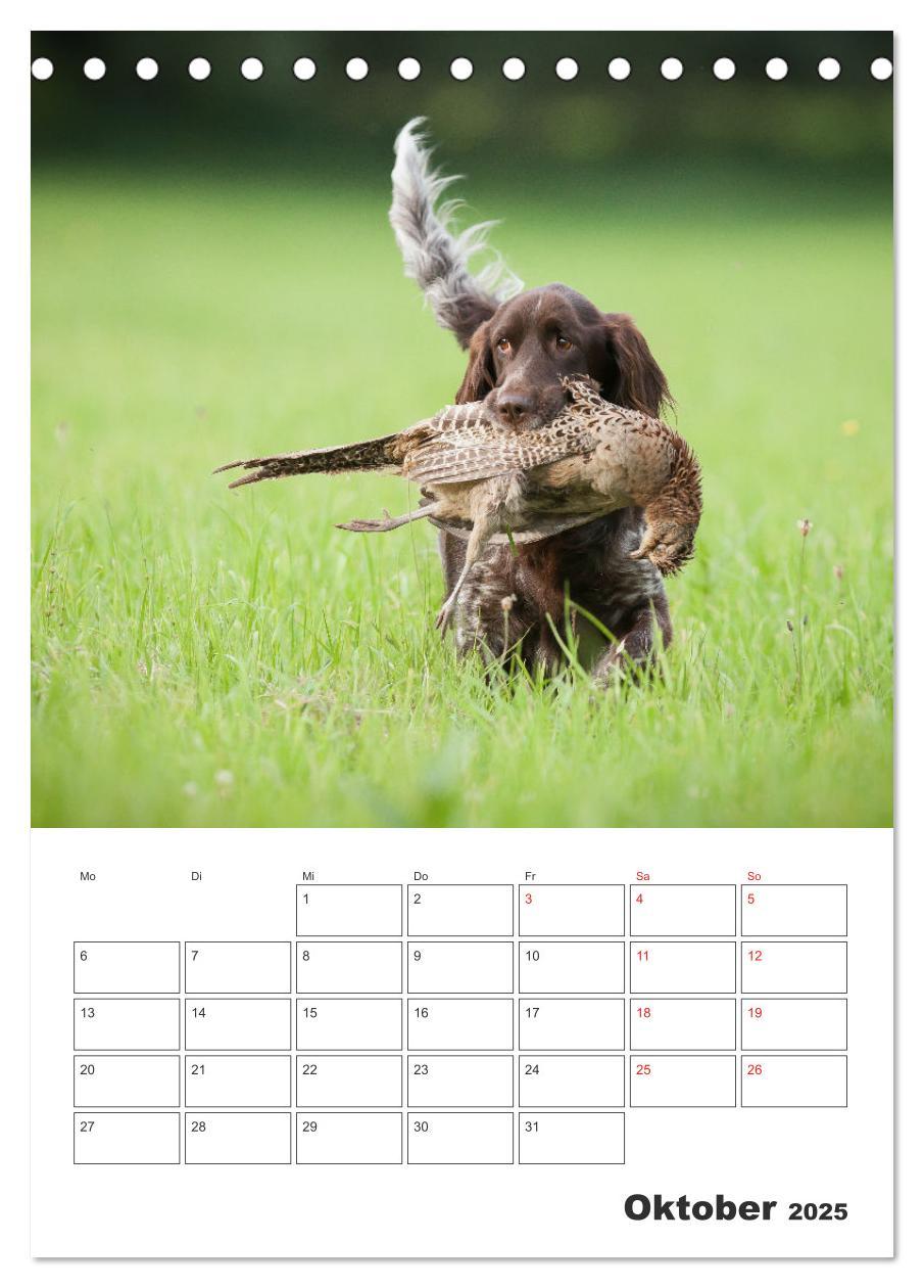 Bild: 9783457163429 | Geboren um zu Jagen. Der kleine Münsterländer (Tischkalender 2025...