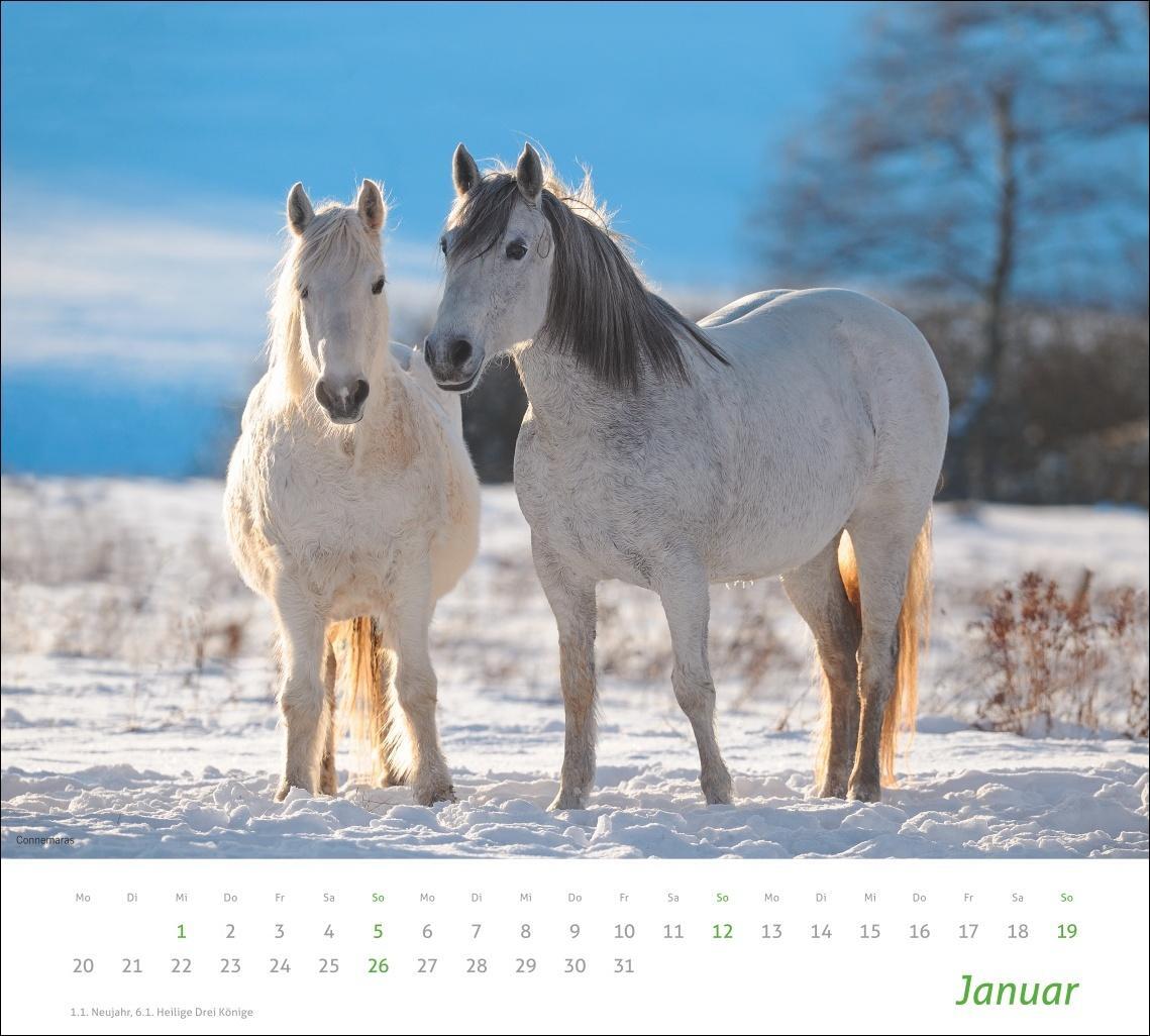 Bild: 9783756406890 | Pferde Bildkalender 2025 | Kalender | times&amp;more Kalender Heye | 14 S.