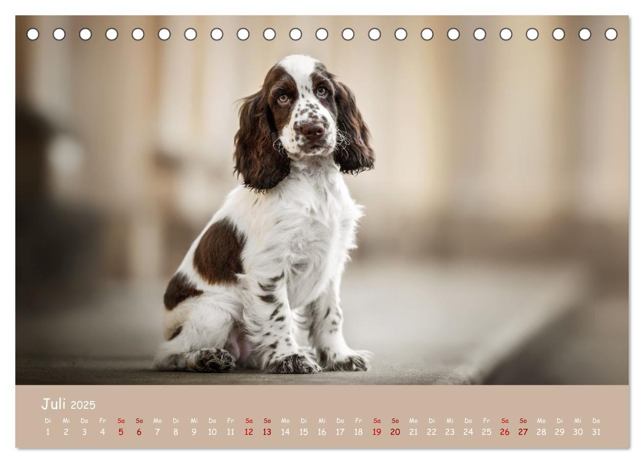 Bild: 9783383951633 | Englischer Cocker Spaniel (Tischkalender 2025 DIN A5 quer),...