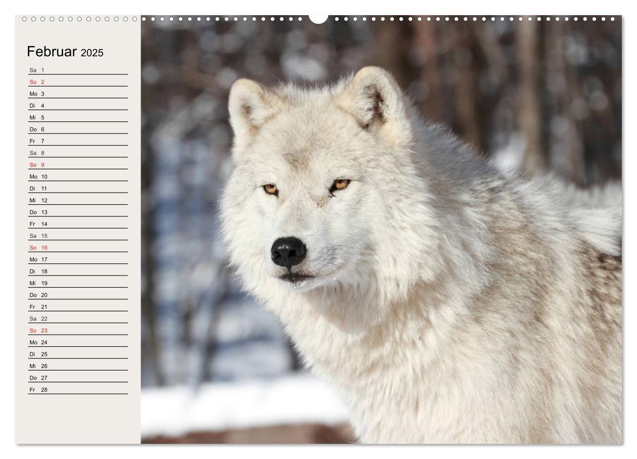 Bild: 9783435736270 | Wölfe. Verwegene Anmut (Wandkalender 2025 DIN A2 quer), CALVENDO...