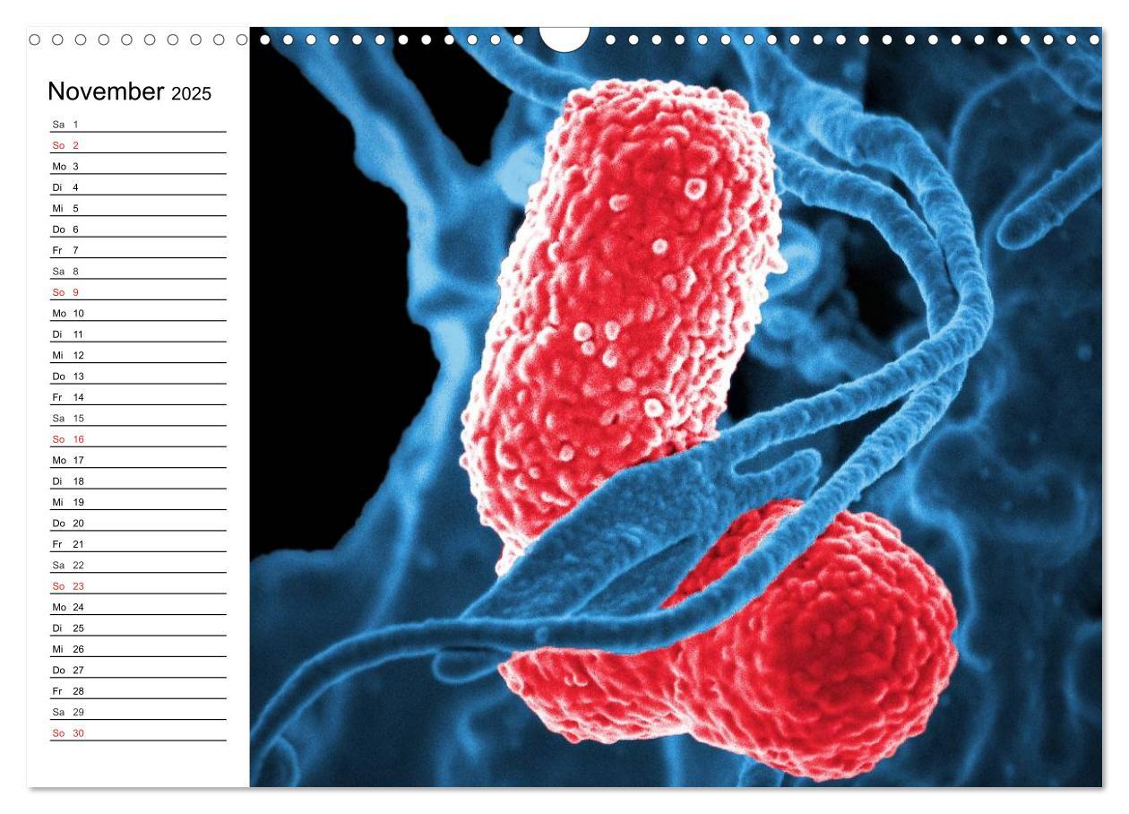 Bild: 9783435483372 | Mikrobiologie. Mikroorganismen, Genetik und Zellen (Wandkalender...