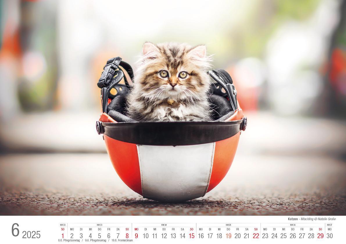 Bild: 9783965352360 | Katzen 2025 Bildkalender A3 quer - Natalie Große | Holger Klaes | 2025