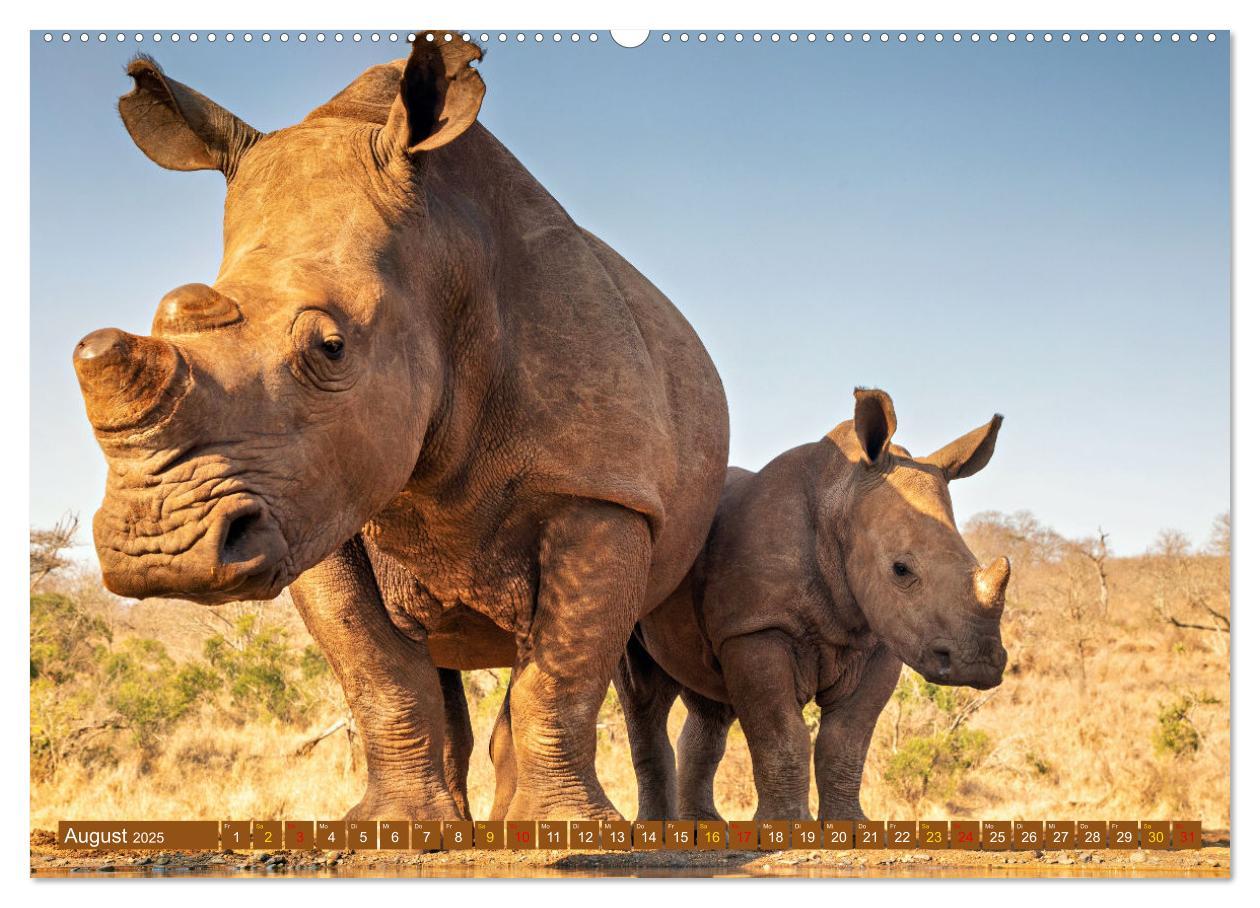 Bild: 9783435943197 | Tierkinder Afrikas - Entdecke ihre zauberhafte Welt (Wandkalender...