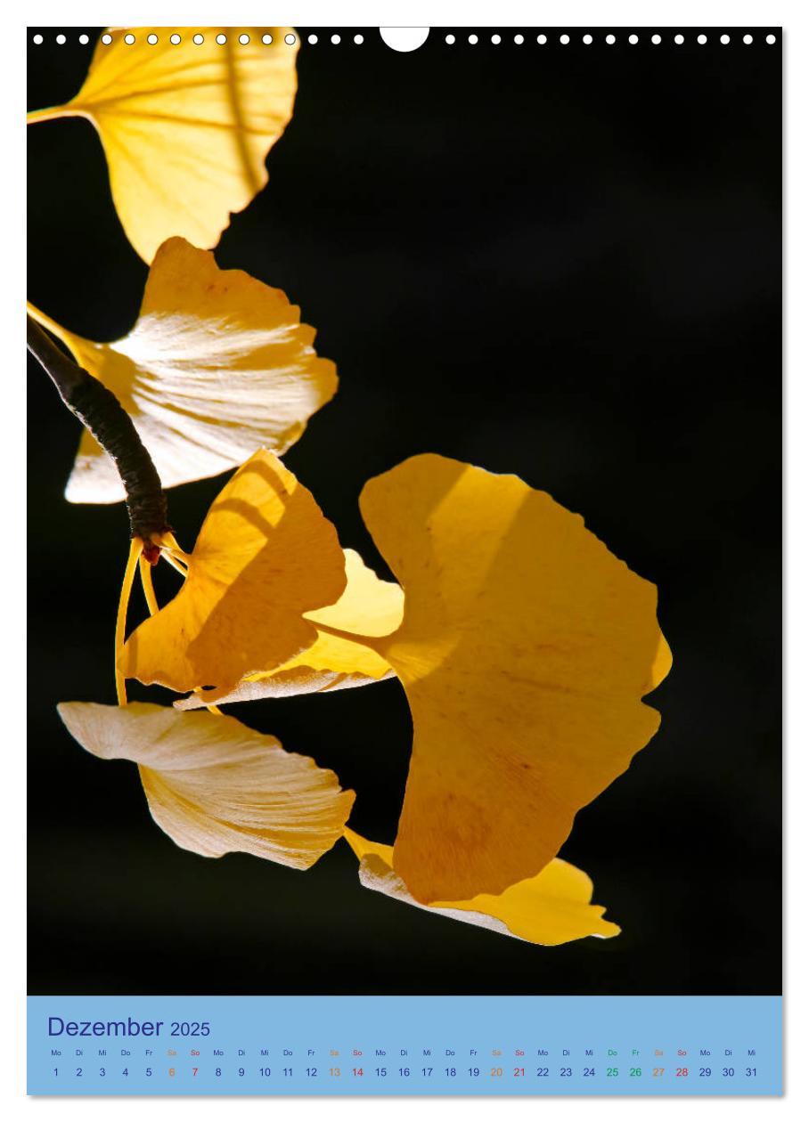 Bild: 9783435974894 | Ginkgo (Wandkalender 2025 DIN A3 hoch), CALVENDO Monatskalender | 2025