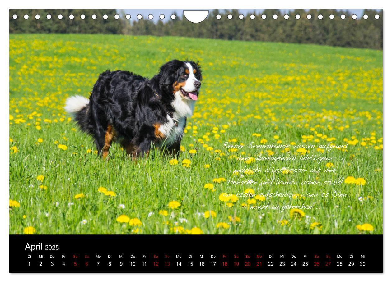 Bild: 9783435403431 | So ist er. Der Berner Sennenhund (Wandkalender 2025 DIN A4 quer),...