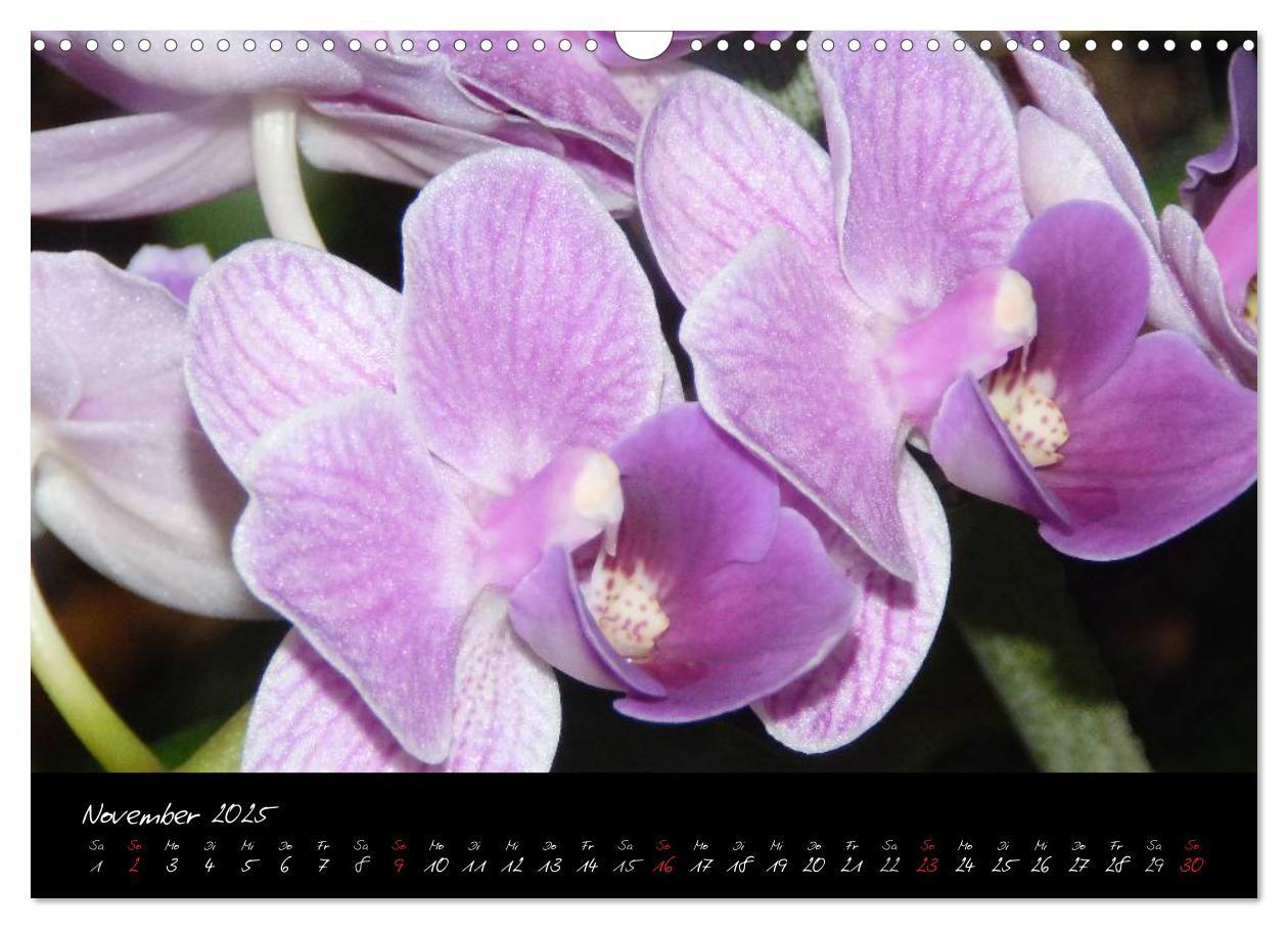 Bild: 9783435822119 | Farbenreiche Orchideen (Wandkalender 2025 DIN A3 quer), CALVENDO...