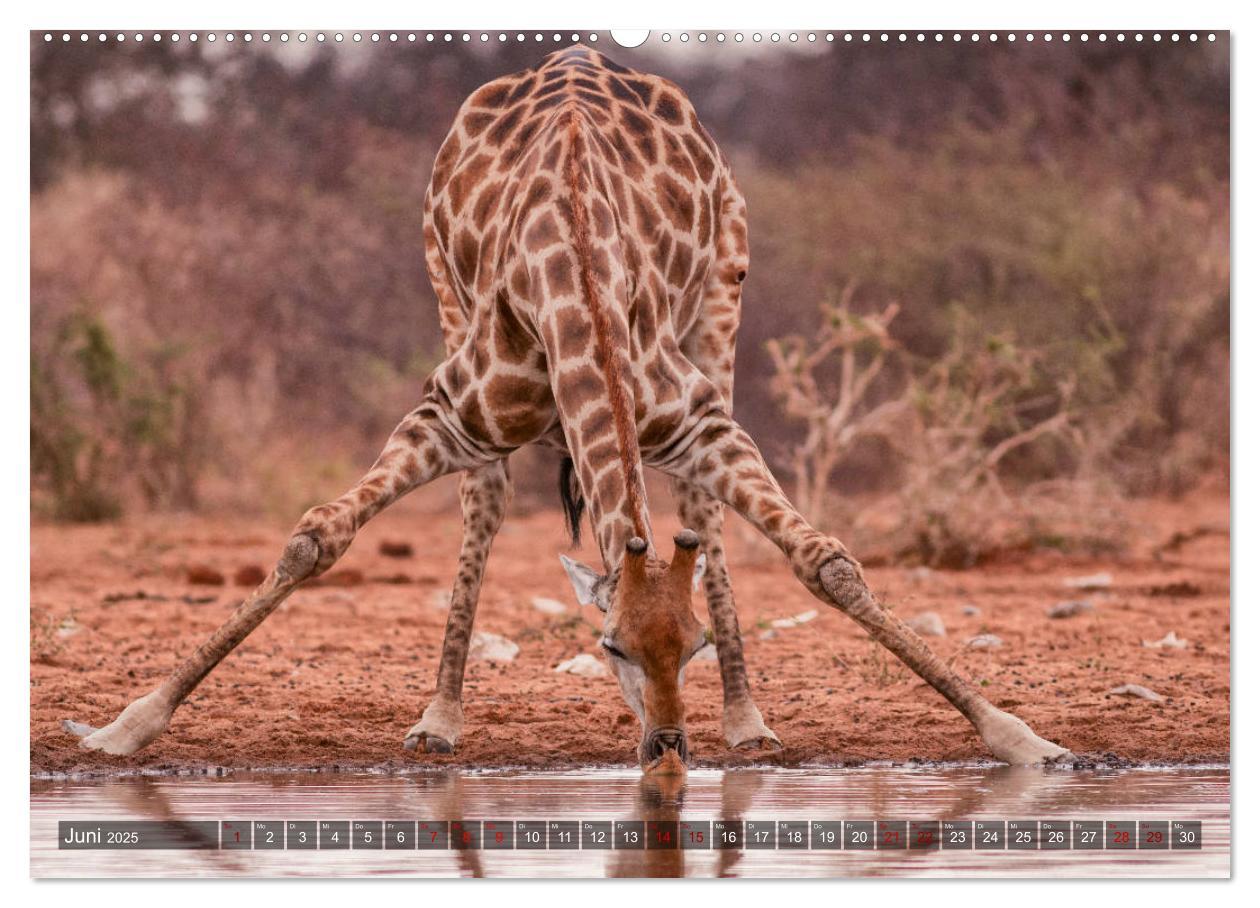 Bild: 9783435118694 | Afrikas Tierwelt, Safari im südlichen Afrika (Wandkalender 2025 DIN...