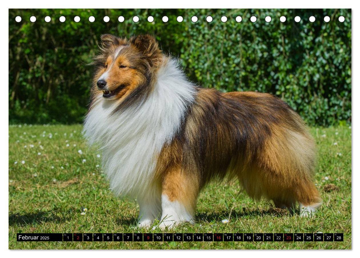 Bild: 9783435568758 | Traumhund Sheltie (Tischkalender 2025 DIN A5 quer), CALVENDO...