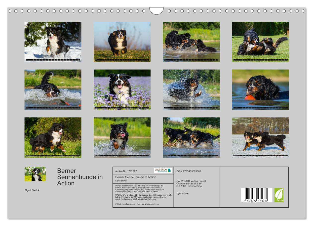 Bild: 9783435578689 | Berner Sennenhunde in Action (Wandkalender 2025 DIN A3 quer),...