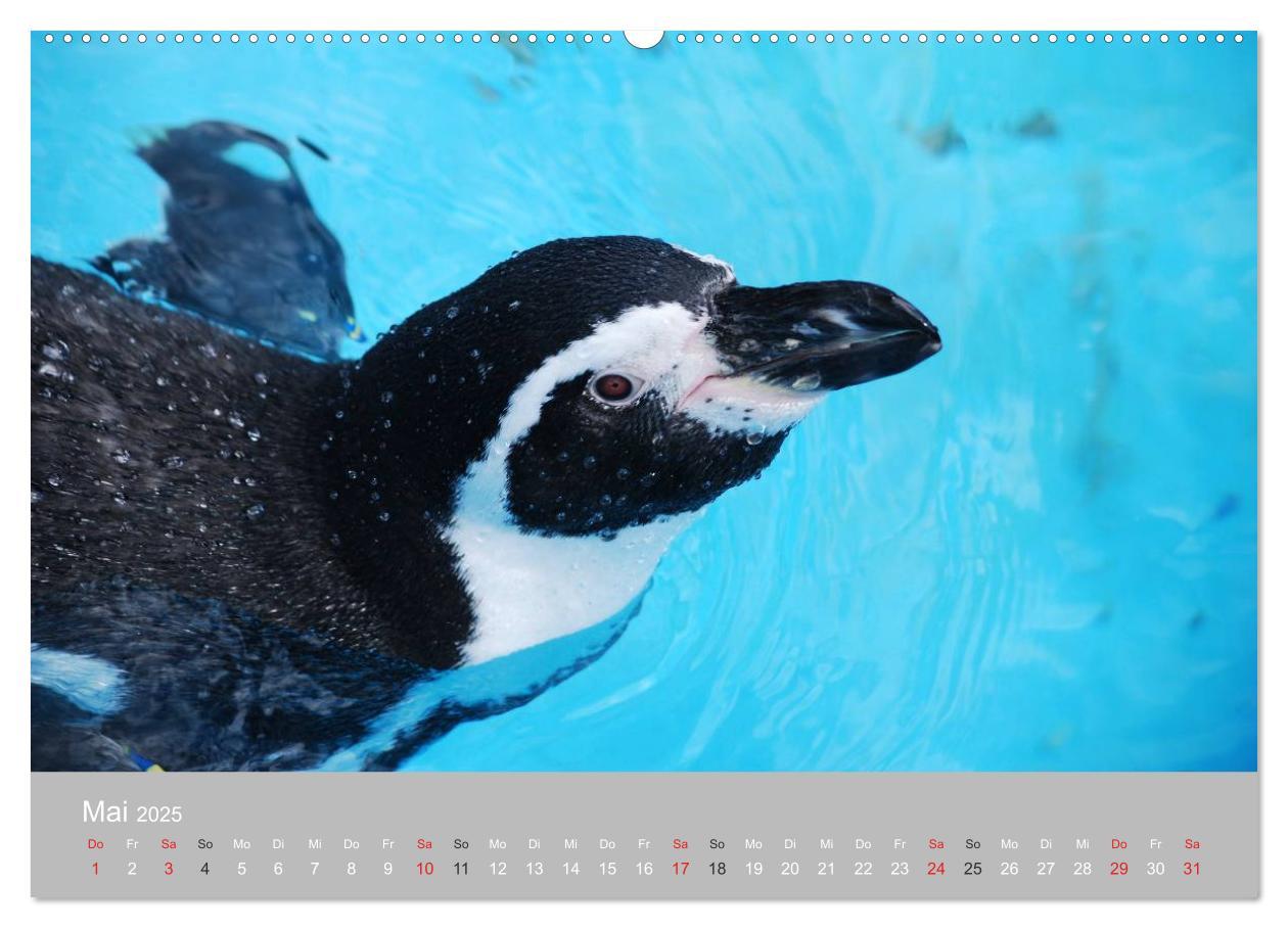 Bild: 9783435789603 | Pinguine 2025 (Wandkalender 2025 DIN A2 quer), CALVENDO Monatskalender