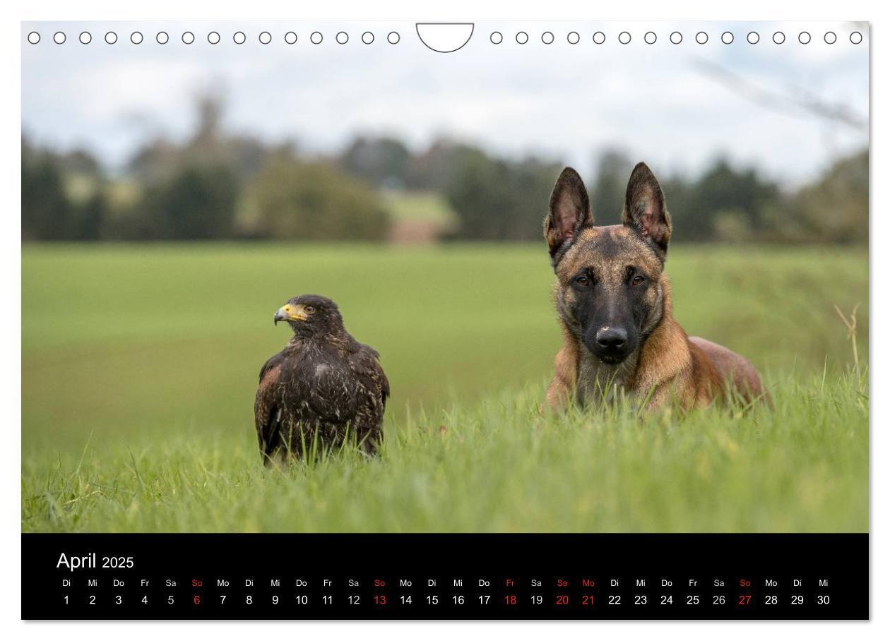 Bild: 9783435643554 | Belgischer Schäferhund - Der Malinois (Wandkalender 2025 DIN A4...