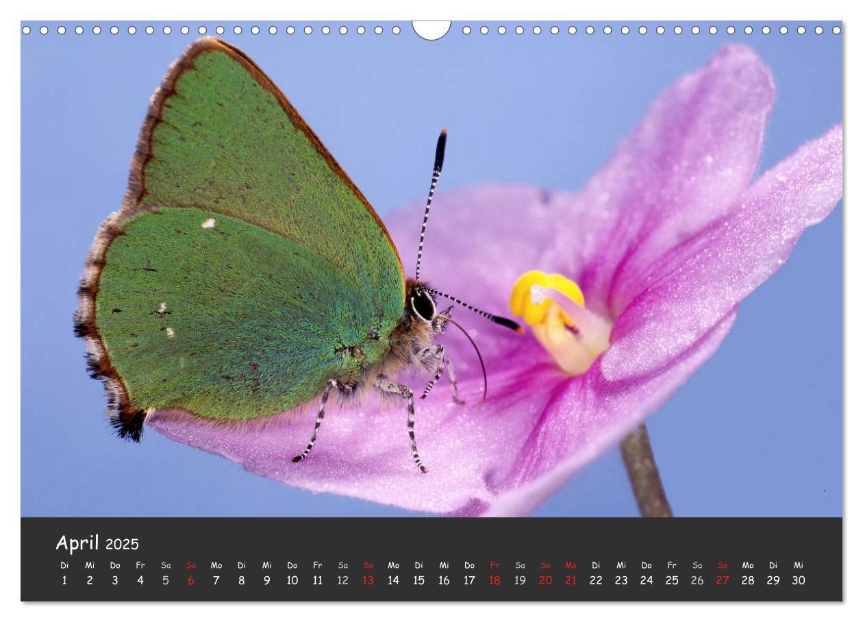 Bild: 9783435705894 | Wunderschöne Schmetterlinge (Wandkalender 2025 DIN A3 quer),...