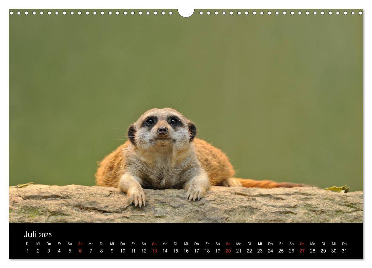 Bild: 9783435835799 | Erdmännchen - Tierkinder (Wandkalender 2025 DIN A3 quer), CALVENDO...