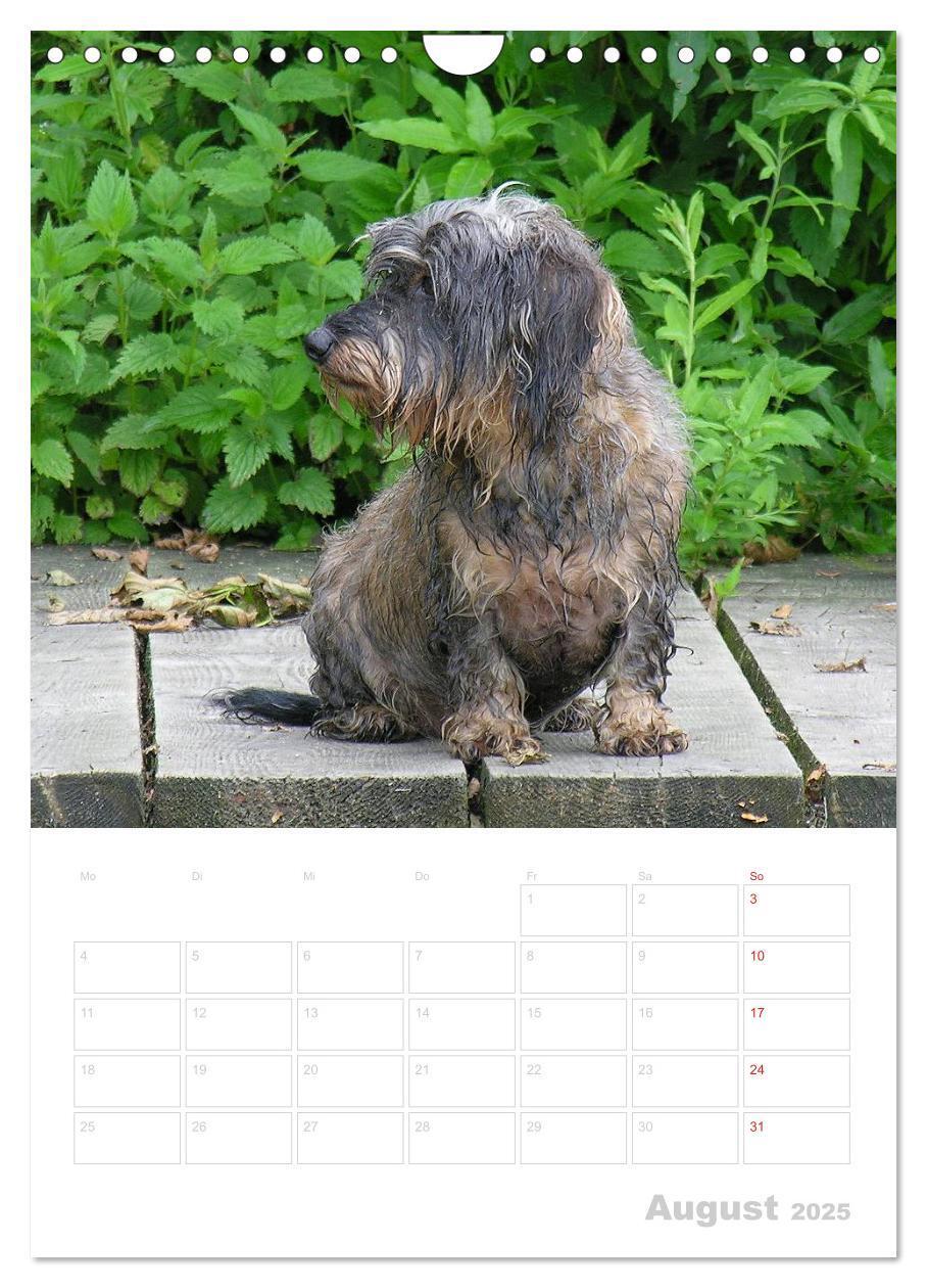 Bild: 9783457014554 | Der Dackel - mein kleiner Freund (Wandkalender 2025 DIN A4 hoch),...