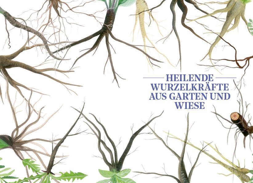 Bild: 9783710402456 | Die Kraft der Wurzeln | Heilwirkung und Anwendung | Miriam Wiegele