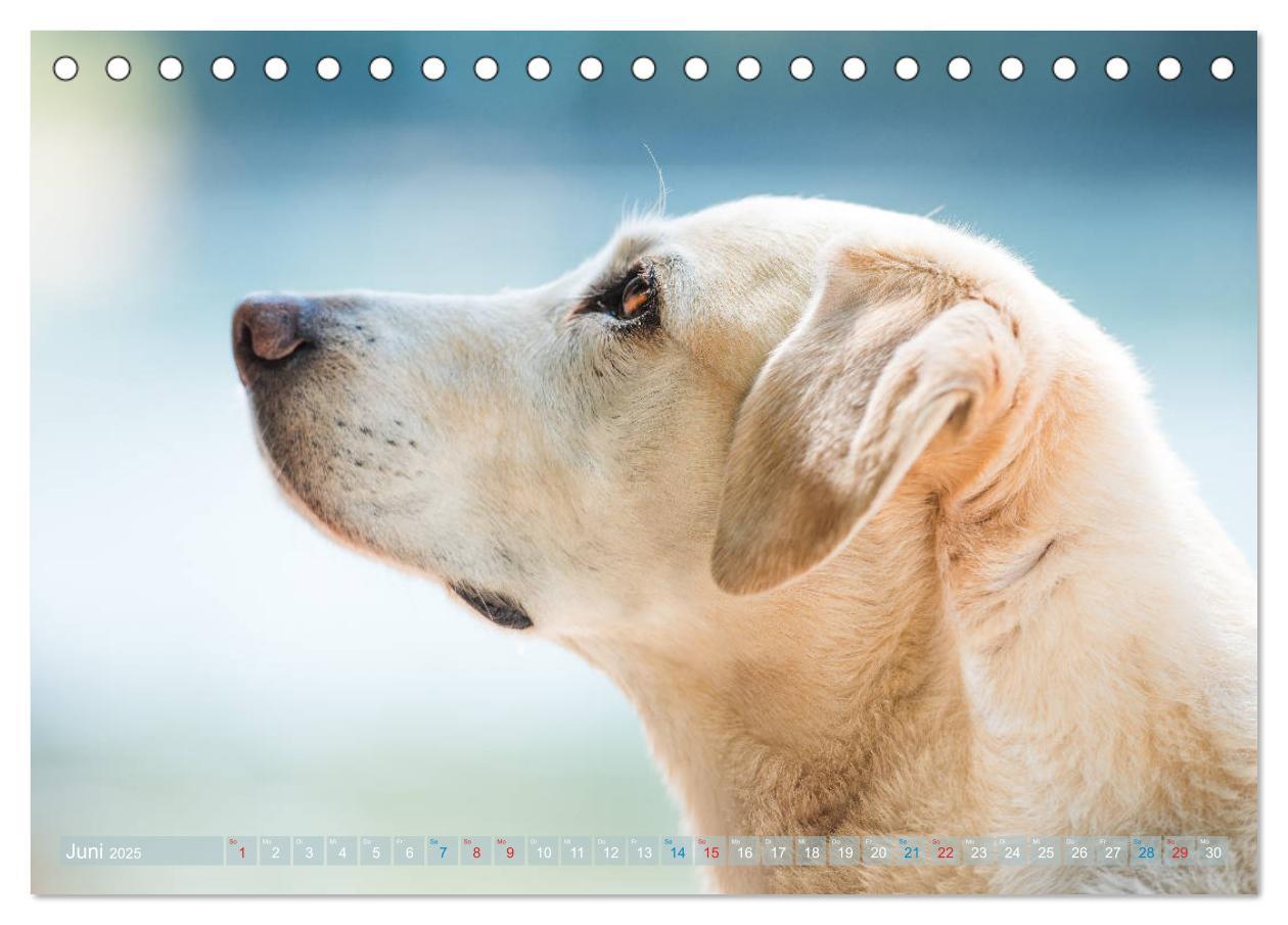 Bild: 9783435313754 | Faszination Labrador - gelb, foxred, schwarz (Tischkalender 2025...