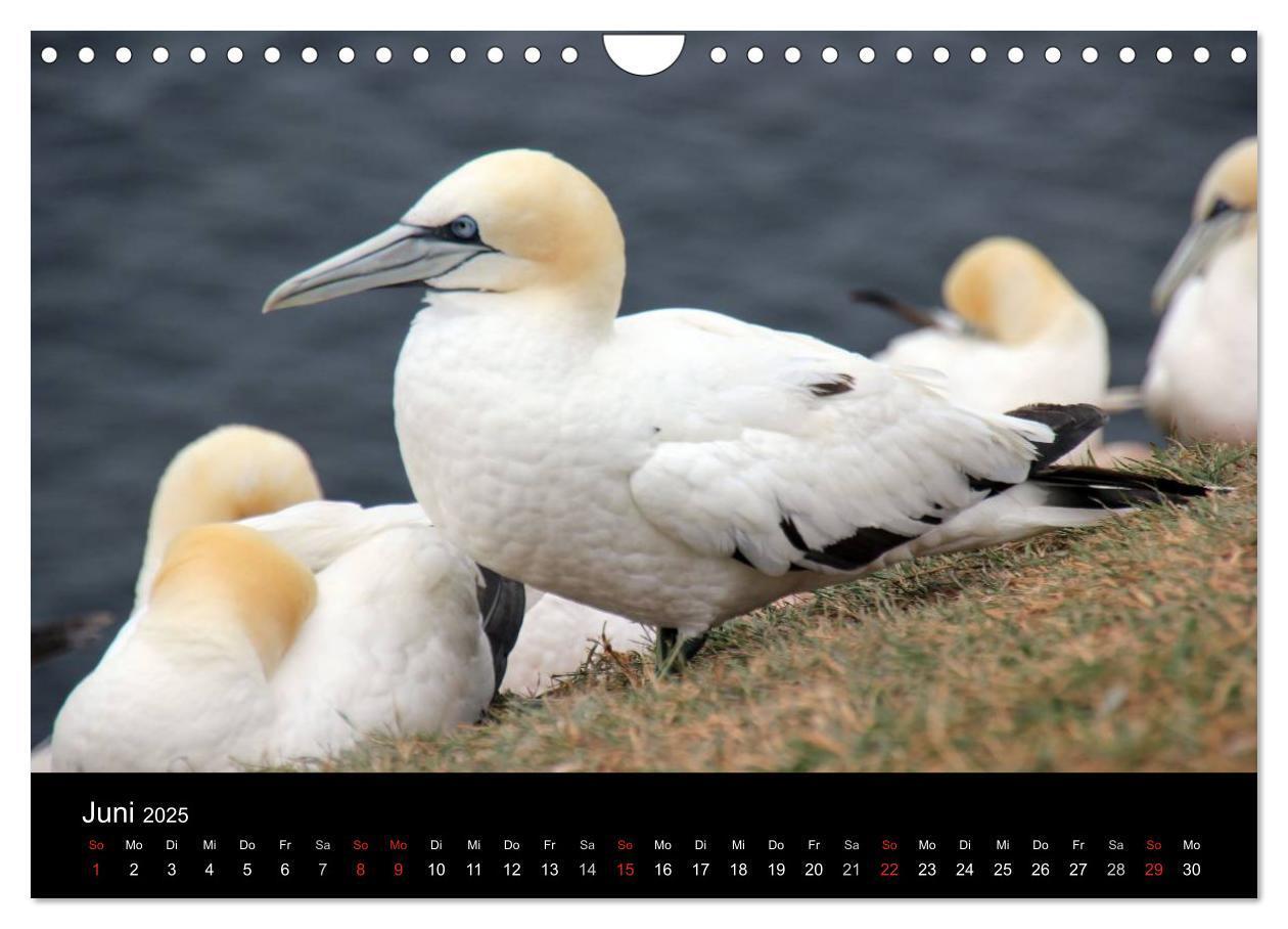 Bild: 9783435685295 | Faszinierendes Helgoland (Wandkalender 2025 DIN A4 quer), CALVENDO...