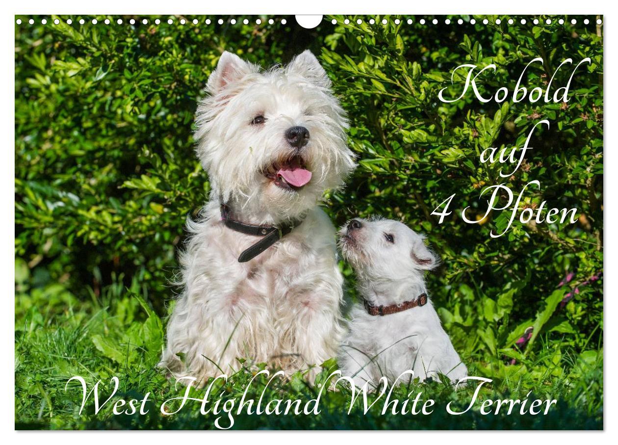 Cover: 9783435462612 | Kobold auf 4 Pfoten - West Highland White Terrier (Wandkalender...